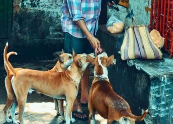 केरल: आवारा कुत्तों के हमले में 9 साल की बच्ची का कन्नूर में इलाज जारी