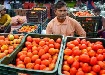 सरकार ने गुरुवार से सब्सिडी वाले टमाटर की कीमत घटाकर 70 रुपये प्रति किलोग्राम की