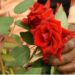 Valentine Week 2024: प्यार..इश्क और मोहब्बत के वीक की हुई शुरूआत, आज रोज डे पर ऐसा था बाजार का हाल