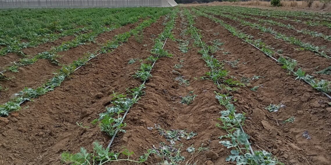 डीएपी पर नहीं की गई है सब्सिडी कम - Panchayati Times