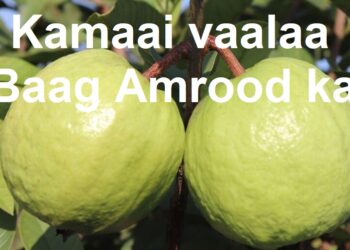 Amrood Ka Baag hai kamaai ka raag