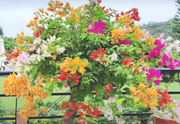 शुरू करिए नर्सरी बिजनेस, एक साल में होगा 20 लाख रुपये तक का मुनाफा - Panchayati Times