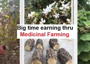 Medicinal Farming never fails !