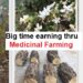 Medicinal Farming never fails !