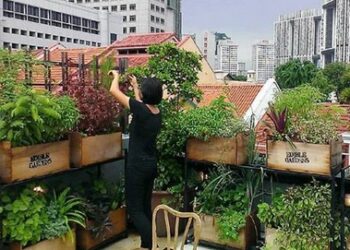 Top farming on the rooftop