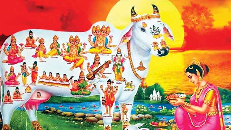 Gopashtami 2024: Why is Gopashtami festival celebrated, what is its mythological significance?