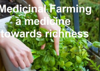 Medicinal Farming: In vogue making farmers rich, young farmer Rakesh creates history