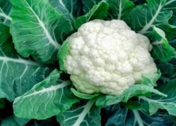 न रोना न धोना - उगाओ सफ़ेद सोना !