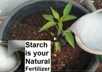 Starch is naturally useful as a fertilizer