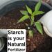 Starch is naturally useful as a fertilizer