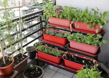 किचन गार्डन याने आपका कमाई गार्डन