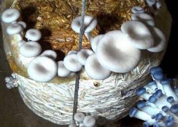 Grow Mushroom -Bring Money Home !!