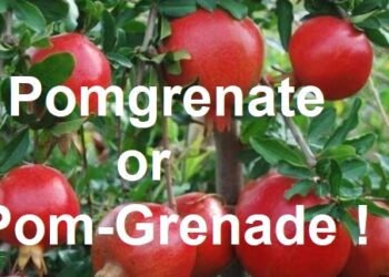Pom the grenade against poor farming