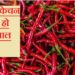 Red Chilli: इस साल तेवर नहीं दिखा पाएगी लाल मिर्च, देश में क्यों लड़खड़ाई खेती?