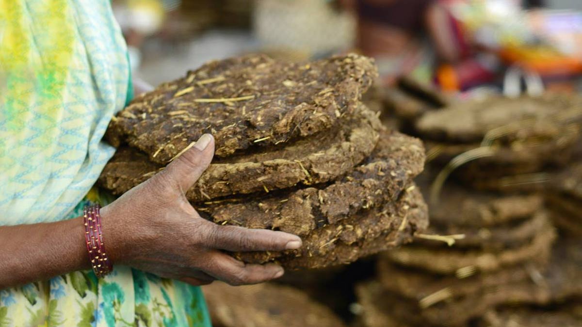 Cow dung is being exported at Rs 50 per kg, why do Arab countries buy it?