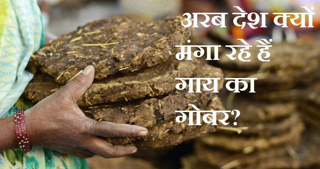 अरब देश भारत से क्यों खरीद रहे हैं गाय का गोबर?