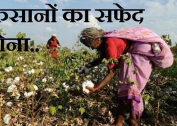 What is high density planting system in cotton Yield