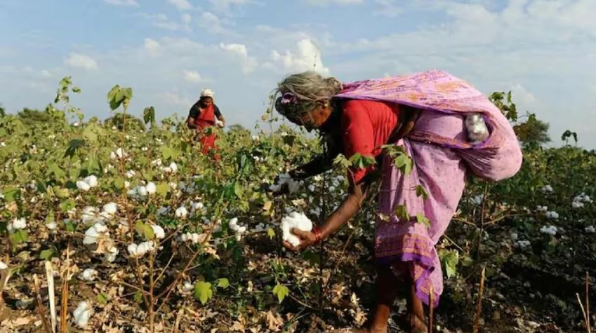 HIGH DENSITY PLANTING SYSTEM FOR COTTON