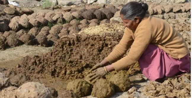 Cow dung is being exported at Rs 50 per kg, why do Arab countries buy it?