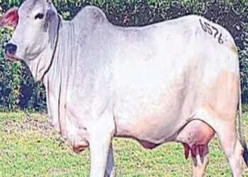 थारपारकर गाय
