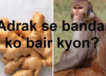 क्यों है बंदर को अदरक से नाराज़गी ?