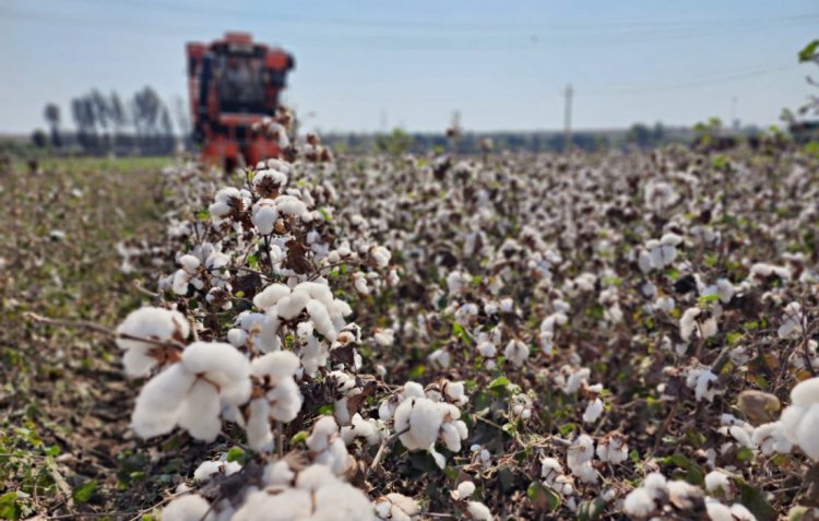  HIGH DENSITY PLANTING SYSTEM FOR COTTON