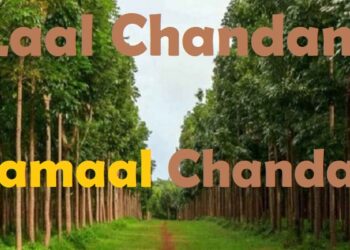 चंदन याने दिल को ठंडक जेब को गर्मी