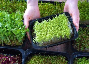 microgreens