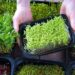 microgreens
