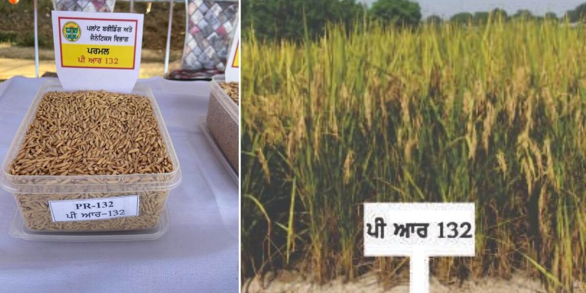 Punjab Agricultural University, Ludhiana discovered PR 132 variety of paddy