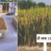 Punjab Agricultural University, Ludhiana discovered PR 132 variety of paddy