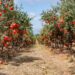 The Central Government has started the National Integrated Horticulture Mission (NHM) scheme.