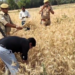 हमीरपुर DM ने खेत में उतरकर की गेहूं की कटाई, वीडियो वायरल - Panchayati Times