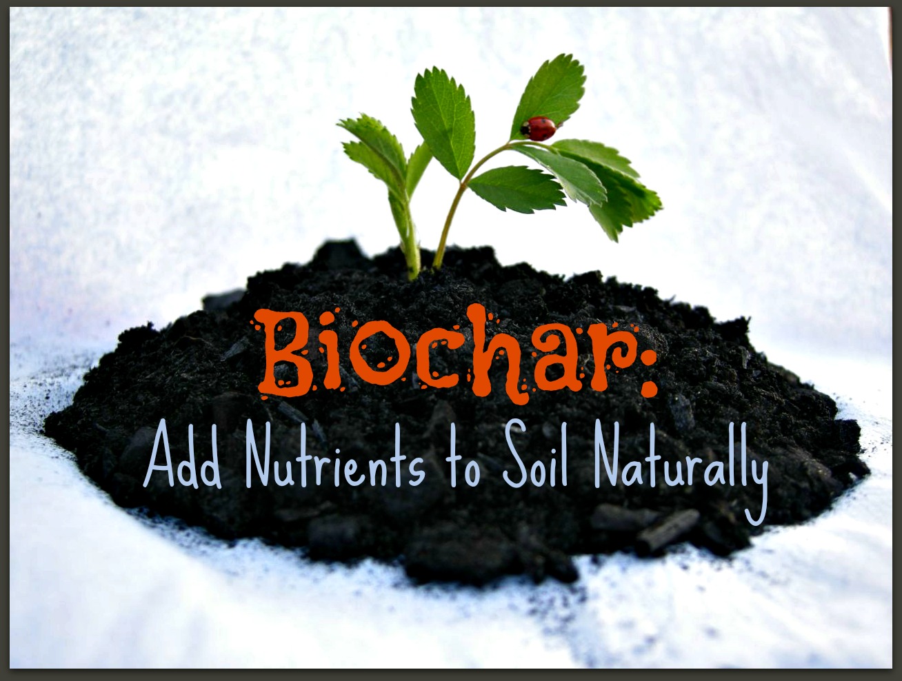 What is biochar - पंचायती टाइम्स What is biochar