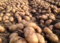 Potato Farming: आलू किसानों को मिल रहा अनुदान, जानें आवेदन प्रक्रिया - Panchayati Times