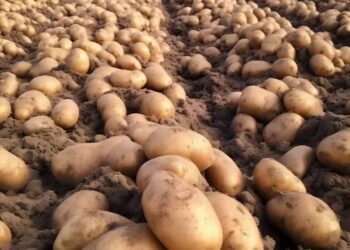 आगरा के सिंगना में स्थापित होगा अंतर्राष्ट्रीय आलू केंद्र का दक्षिण एशिया क्षेत्रीय केंद्र, केंद्रीय मंत्रिमंडल ने दी मंजूरी - Panchayati Times