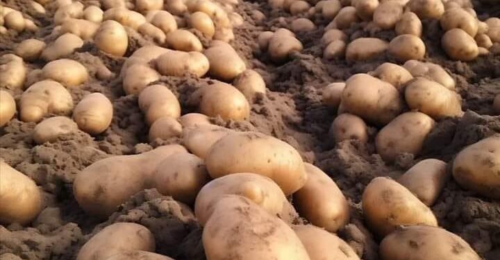 Potato Farming: आलू किसानों को मिल रहा अनुदान, जानें आवेदन प्रक्रिया - Panchayati Times