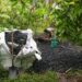 What is biochar