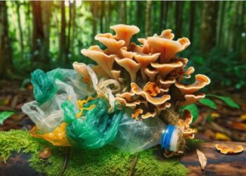 PLASTIC EATING FUNGI