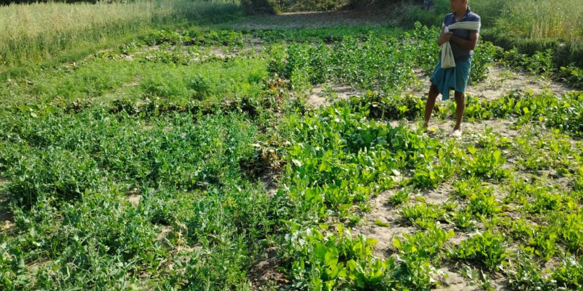 बिहार सरकार की सब्जी विकास योजना: किसानों को बीज पर मिलेगा 75% अनुदान - Panchayati Times