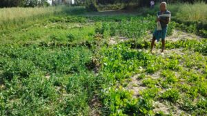 बिहार सरकार की सब्जी विकास योजना: किसानों को बीज पर मिलेगा 75% अनुदान - Panchayati Times