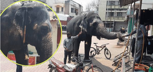 महादेवी हथिनी