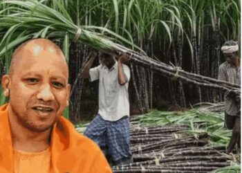 Good news for farmers in Uttar Pradesh! Sugarcane prices have risen by Rs 30 per quintal. (image credit: SM)