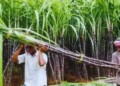 गन्ना किसानों को राहत: 2026-27 सीजन के लिए ₹365 प्रति क्विंटल तय - Panchayati Times
