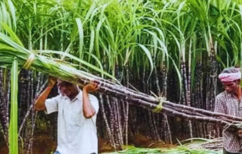 गन्ना किसानों को राहत: 2026-27 सीजन के लिए ₹365 प्रति क्विंटल तय - Panchayati Times