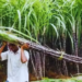 गन्ना किसानों को राहत: 2026-27 सीजन के लिए ₹365 प्रति क्विंटल तय - Panchayati Times
